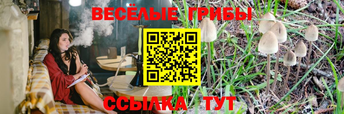 Вольск  Галлюциногенные грибы Psilocybine cubensis  Вход с VPN 